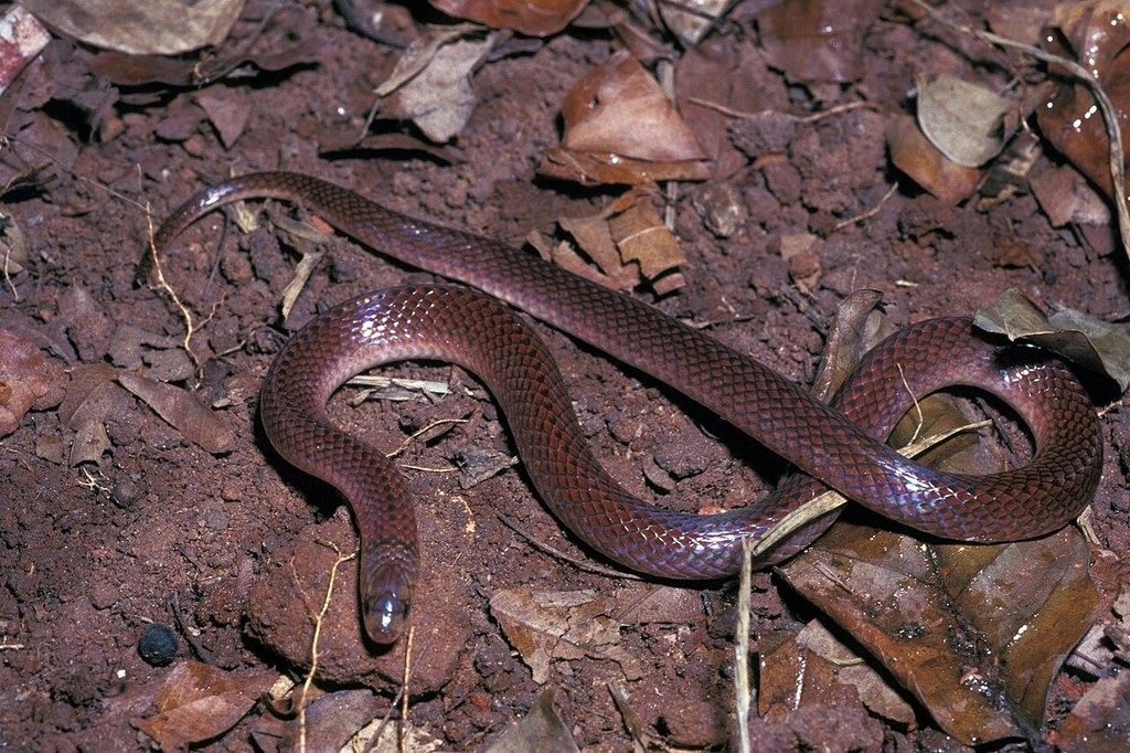 Culebra de nuca negra