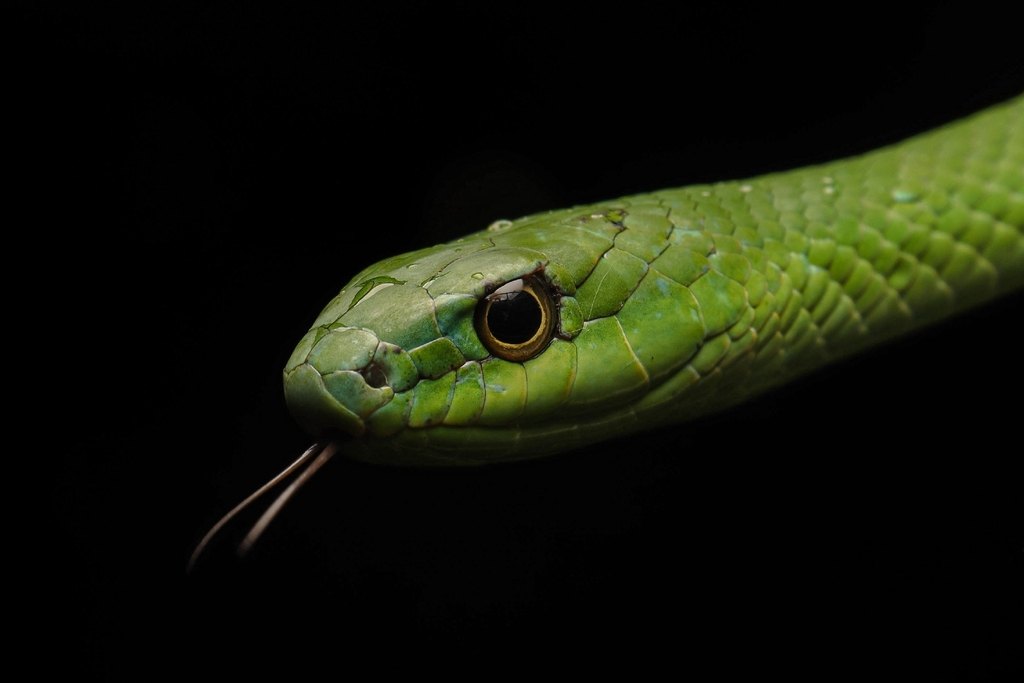 Culebra de Olfers (Philodryas olfersii)