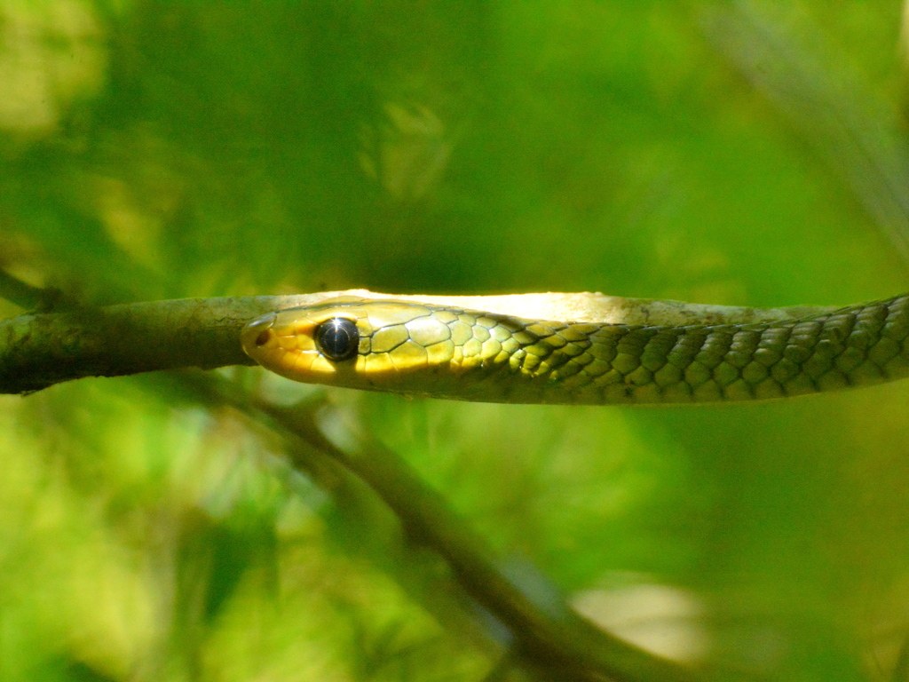 Culebra papapintos