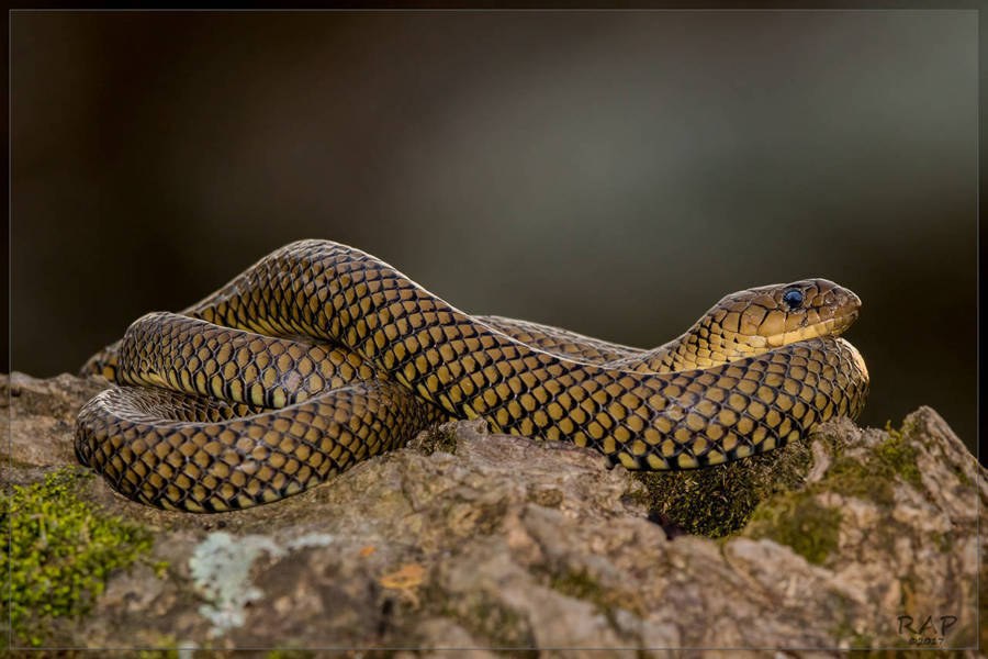 Culebra parda de agua