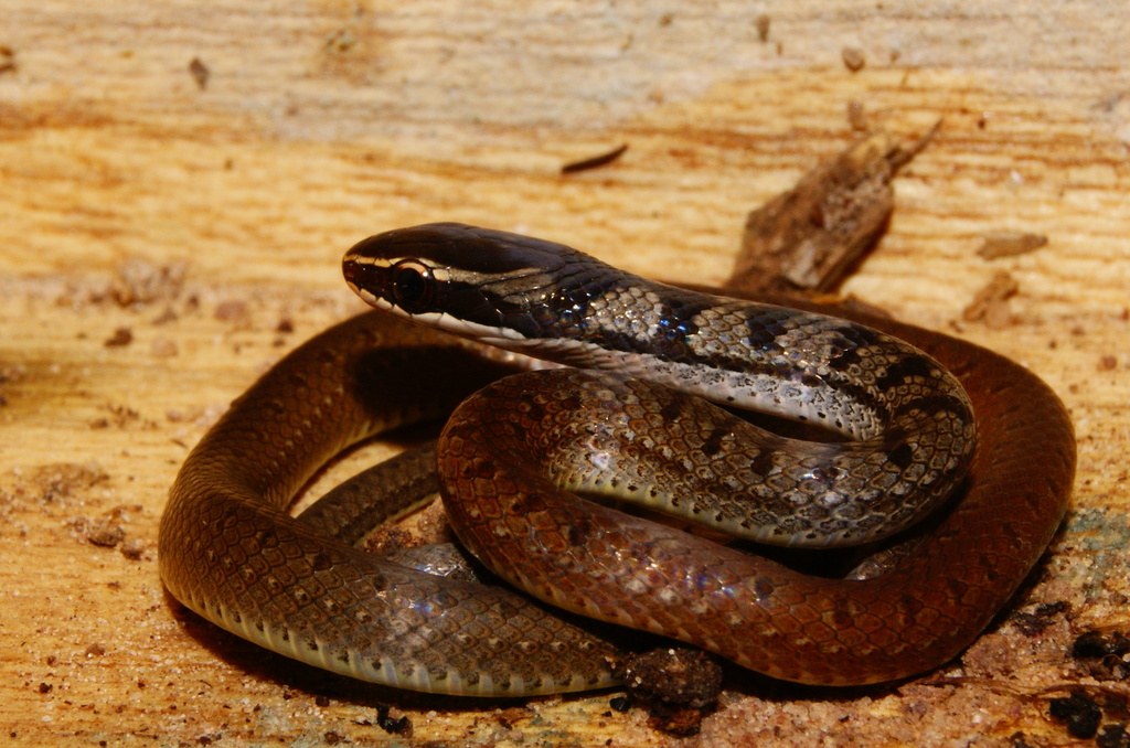 Culebra de pintas