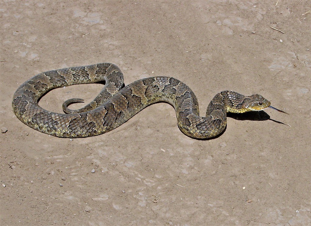 Culebra sapera (Xenodon merremii)