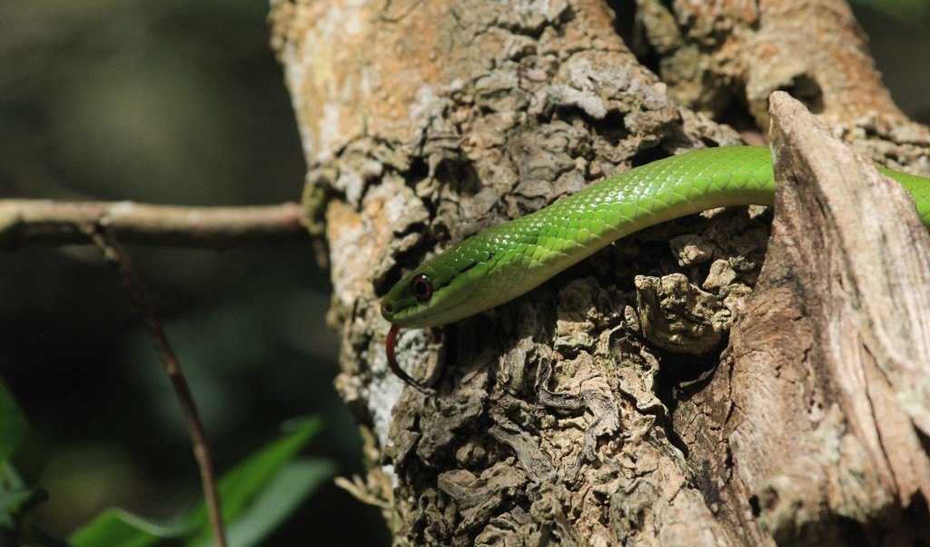 Culebra verde esmeralda