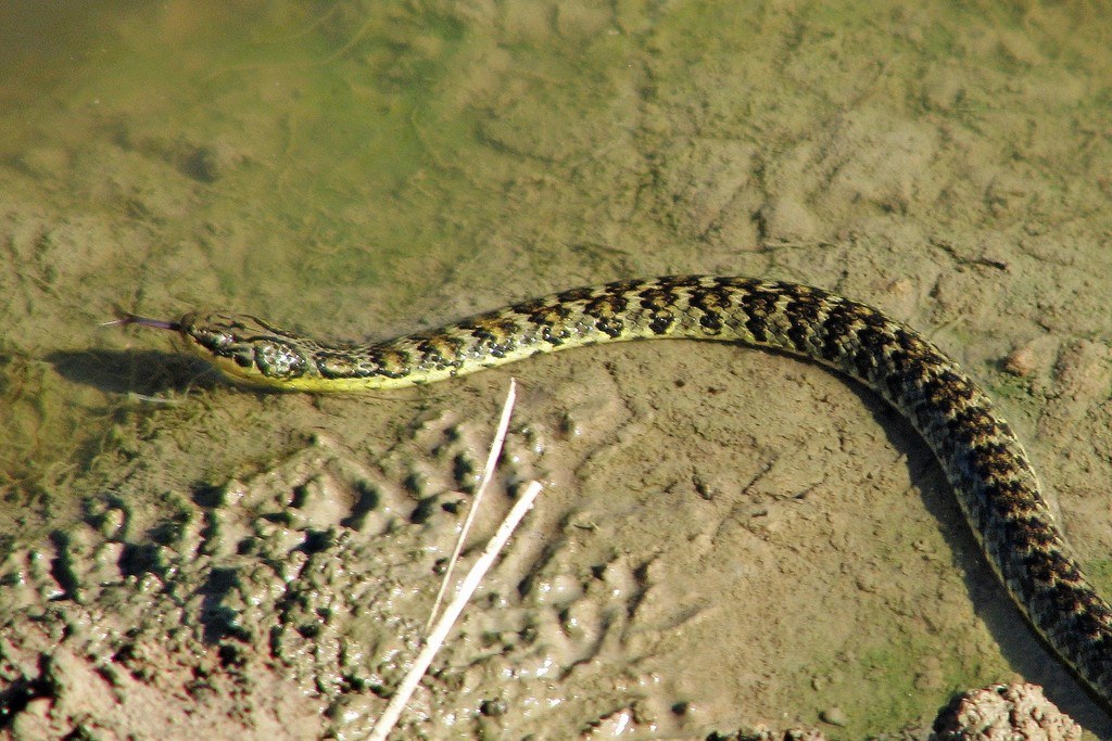 Culebra verde y negra