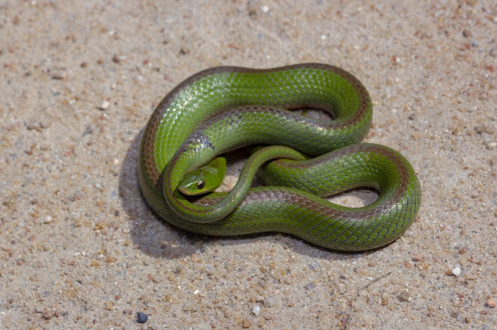 Culebra verde de vientre rojo