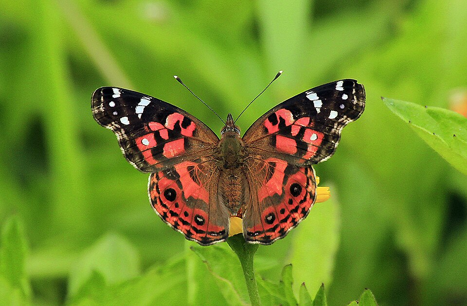 Dama pintada (Vanessa braziliensis)