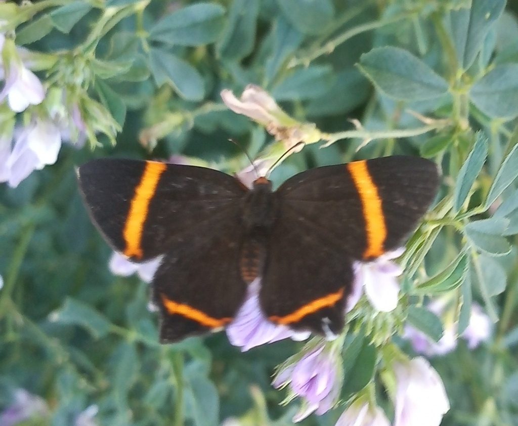 Danzarina chica (Riodina lysippoides)