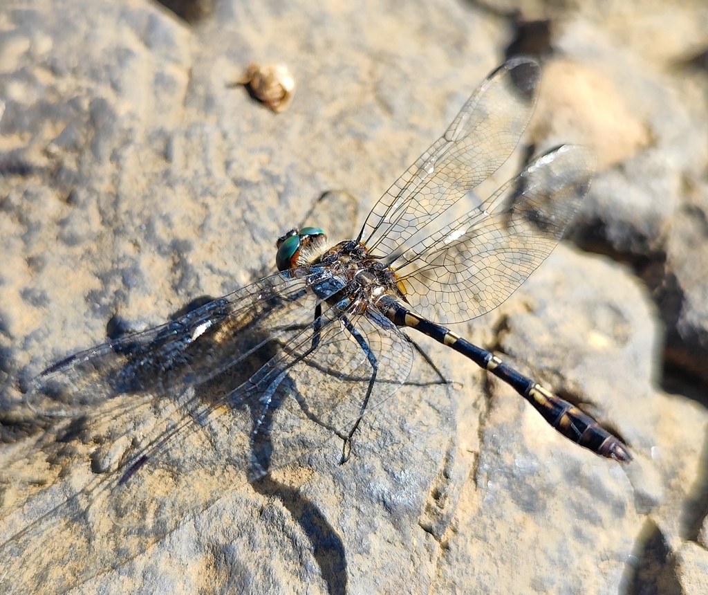 Elasmothemis constricta (Elasmothemis constricta)
