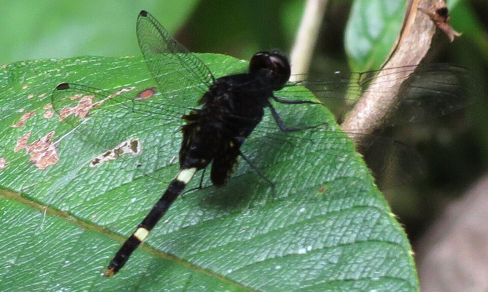 Erythemis attala (Erythemis attala)