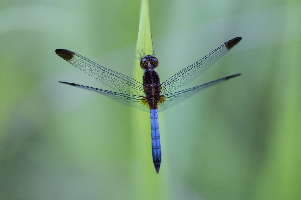 Erythrodiplax atroterminata