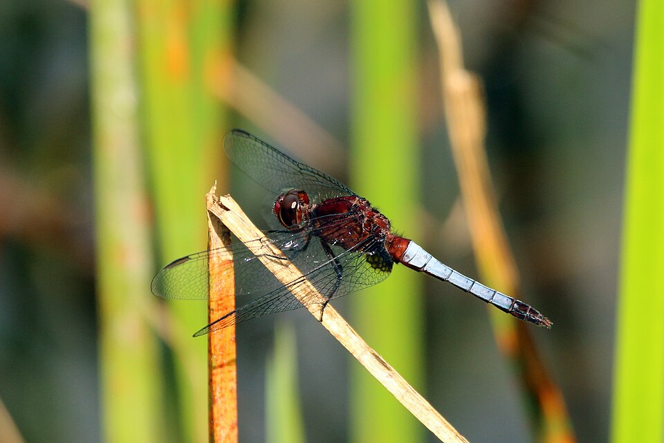 Erythrodiplax fusca