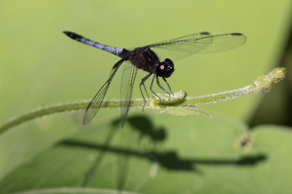 Erythrodiplax media