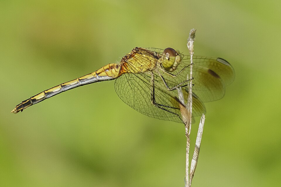Erythrodiplax nigricans