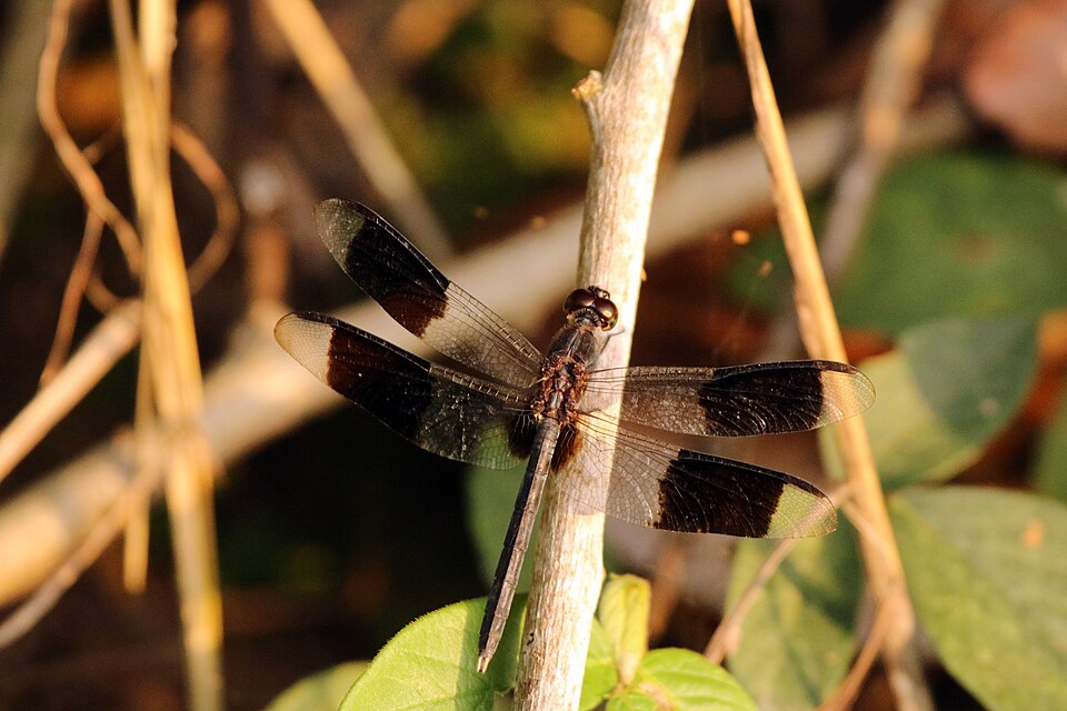 Erythrodiplax umbrata