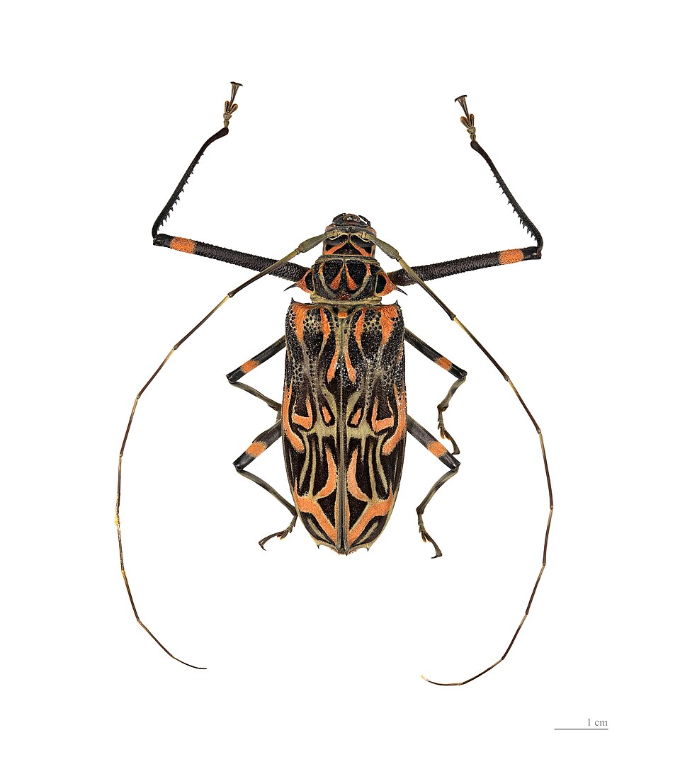 Escarabajo arlequín
