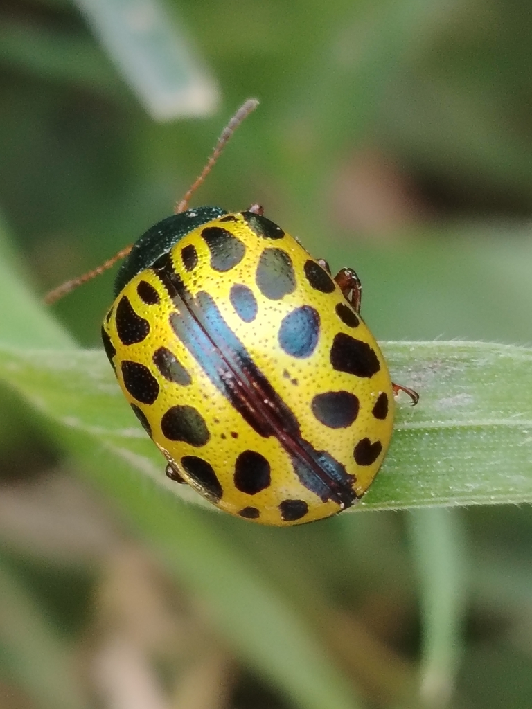 Escarabajo Calligrapha polyspila (Calligrapha polyspila)