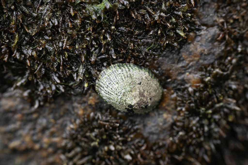 Falsa lapa (Siphonaria lessonii)