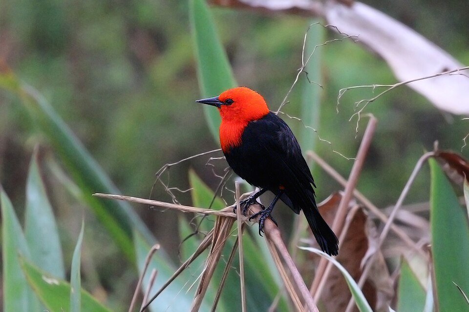 Federal (Amblyramphus holosericeus)