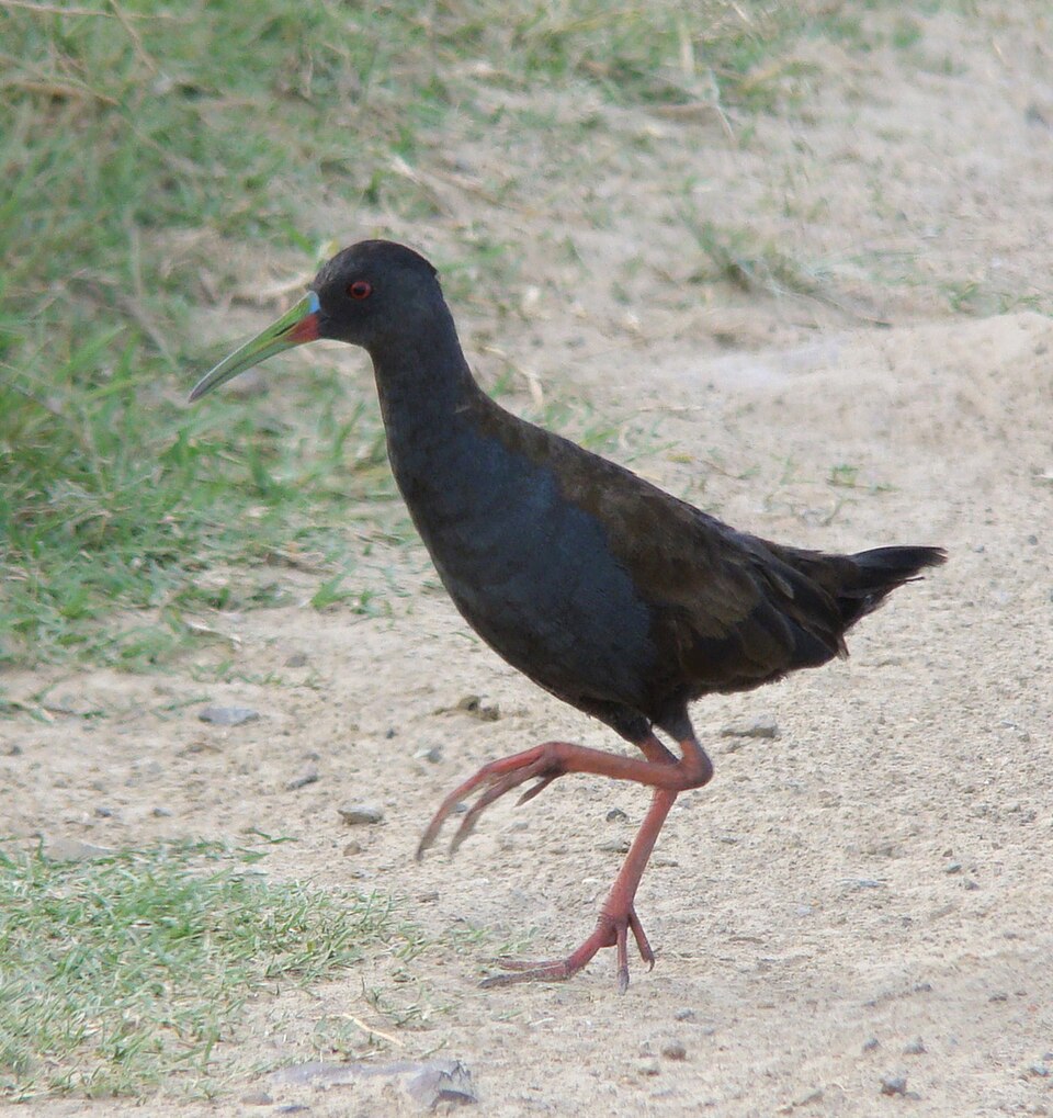 Gallineta común (Pardirallus sanguinolentus)