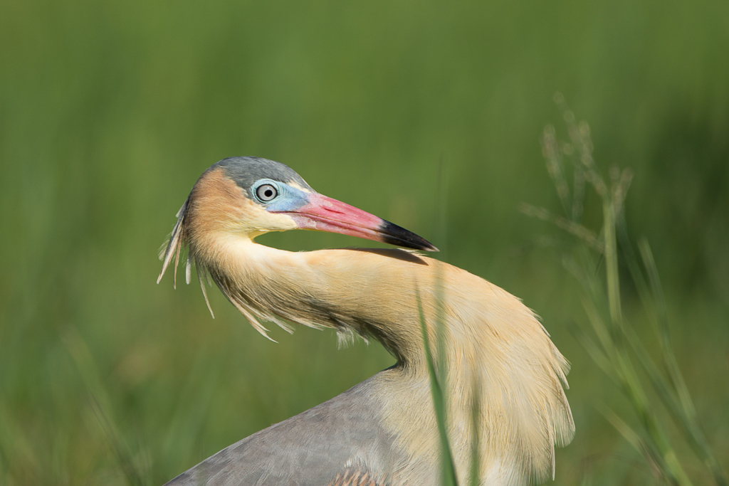 Garza amarilla (Syrigma sibilatrix)