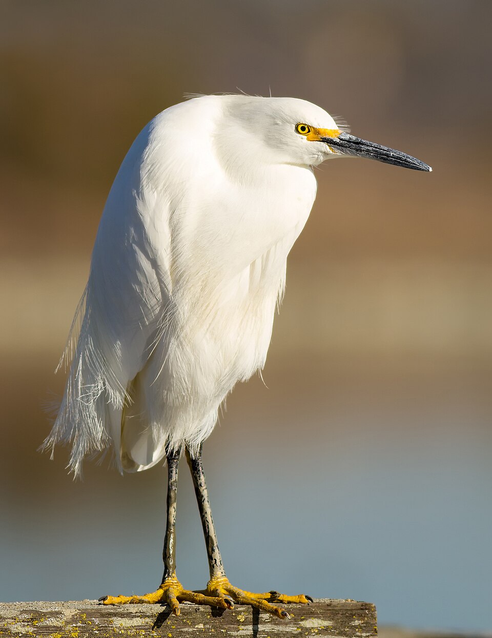 Garza blanca chica