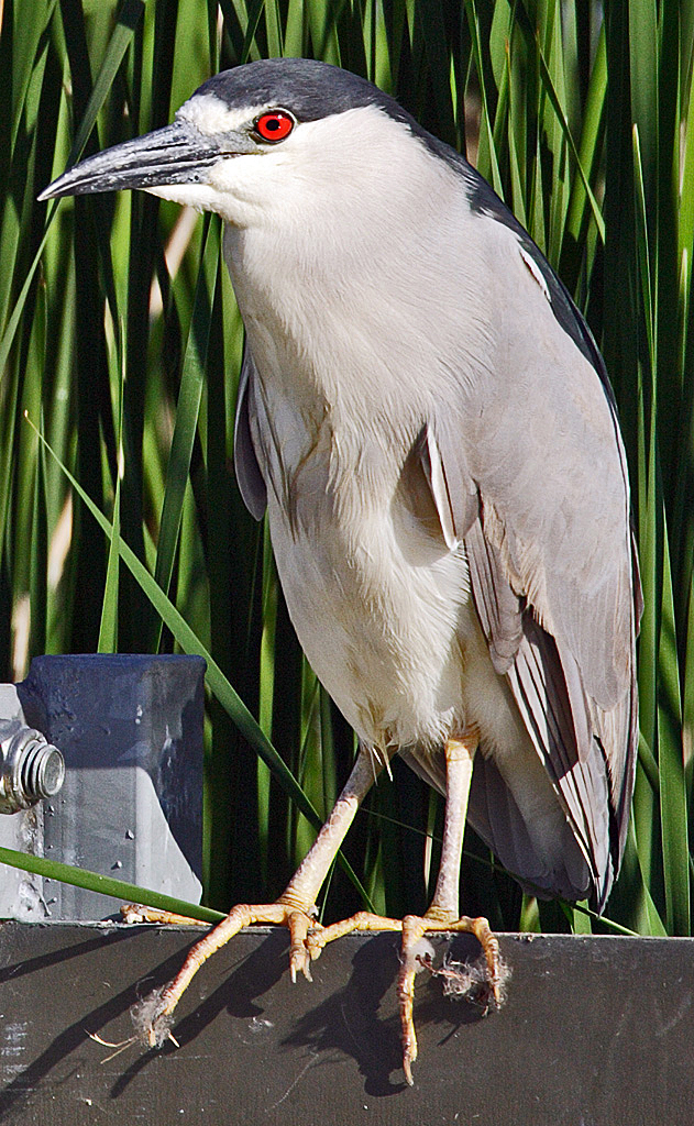 Garza bruja (Nycticorax nycticorax)
