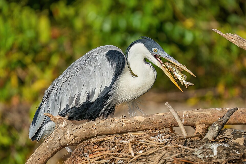 Garza mora (Ardea cocoi)