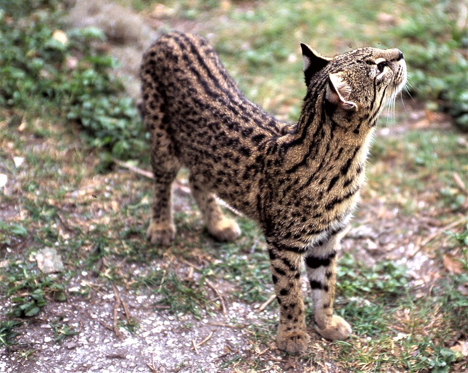 Gato montés