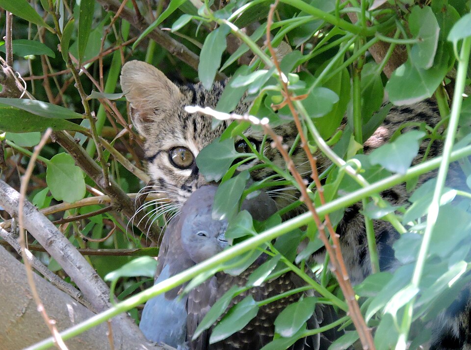 Gato montés: otra fotografía