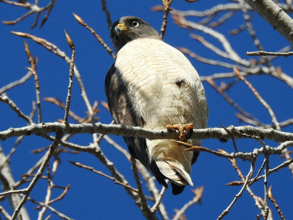 Gavilán común (Rupornis magnirostris)