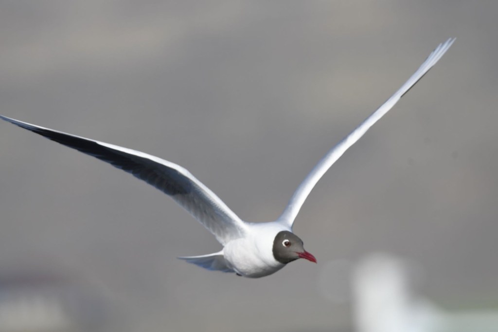 Gaviota capucho café (Chroicocephalus maculipennis)