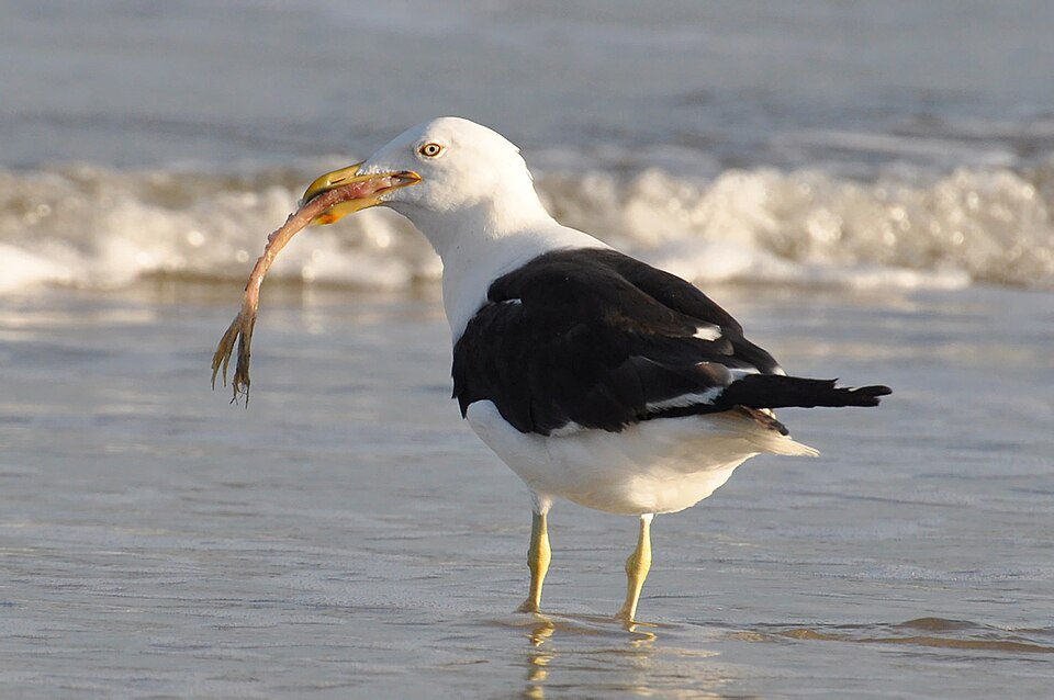 Gaviota cocinera