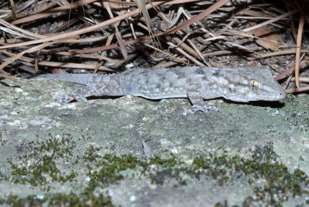 Geko de Mauritania