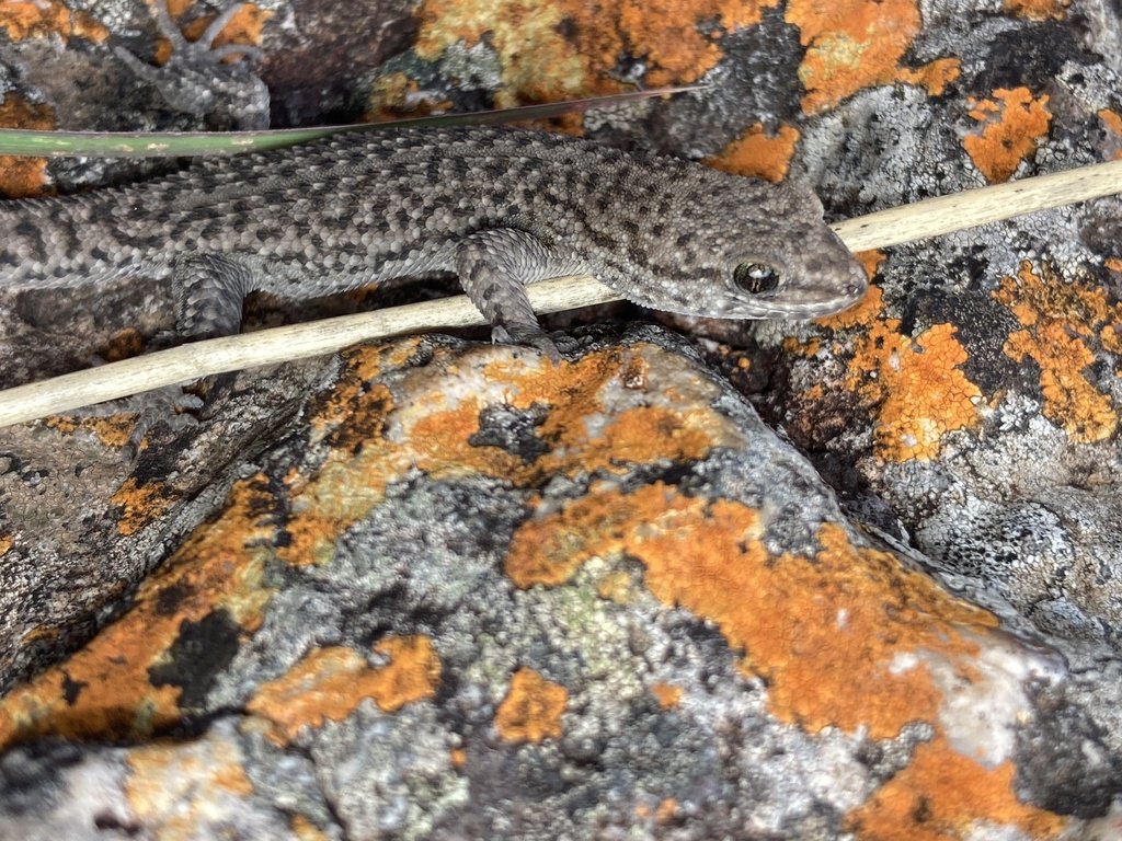 Geko de las piedras