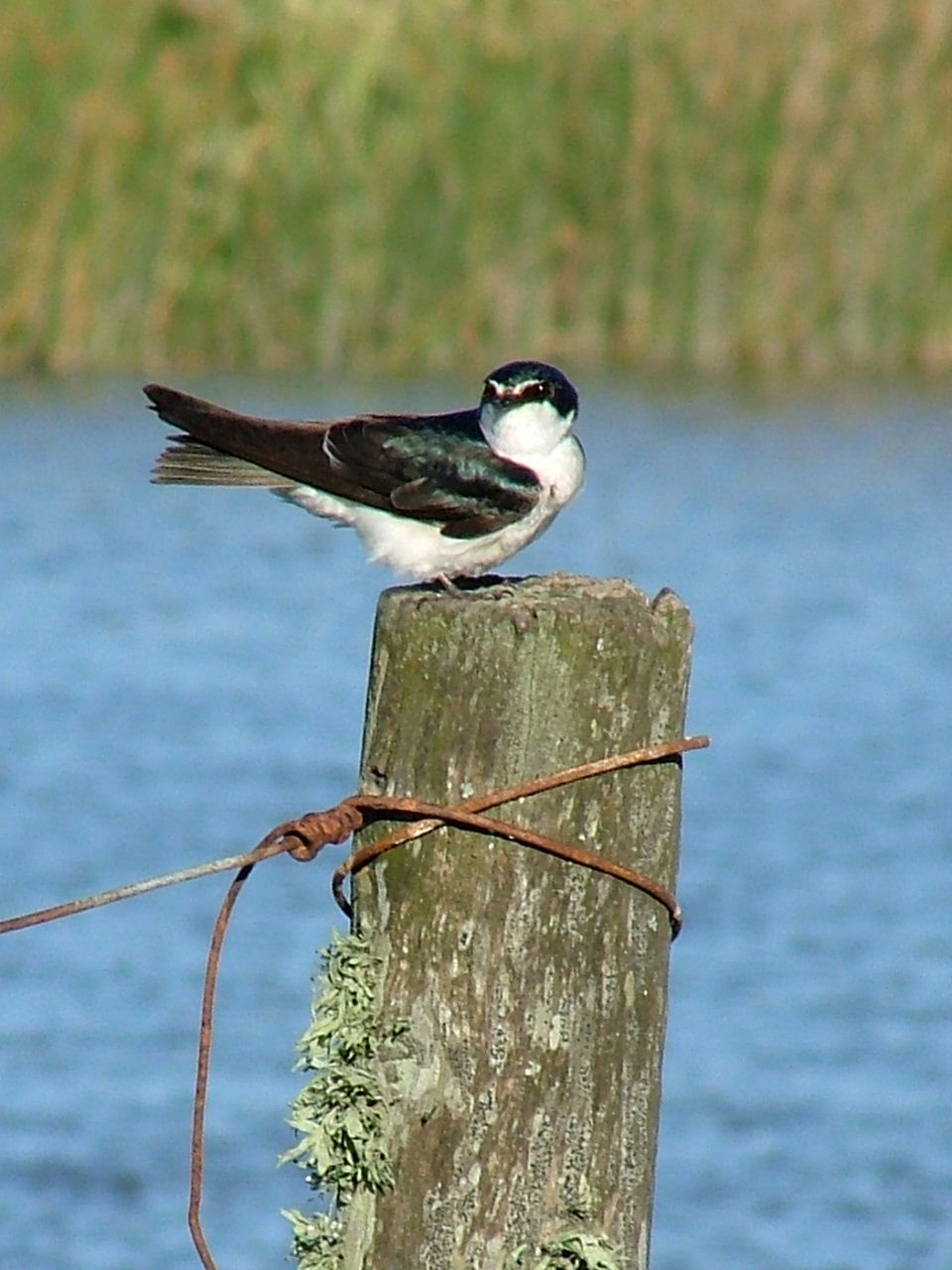Golondrina ceja blanca
