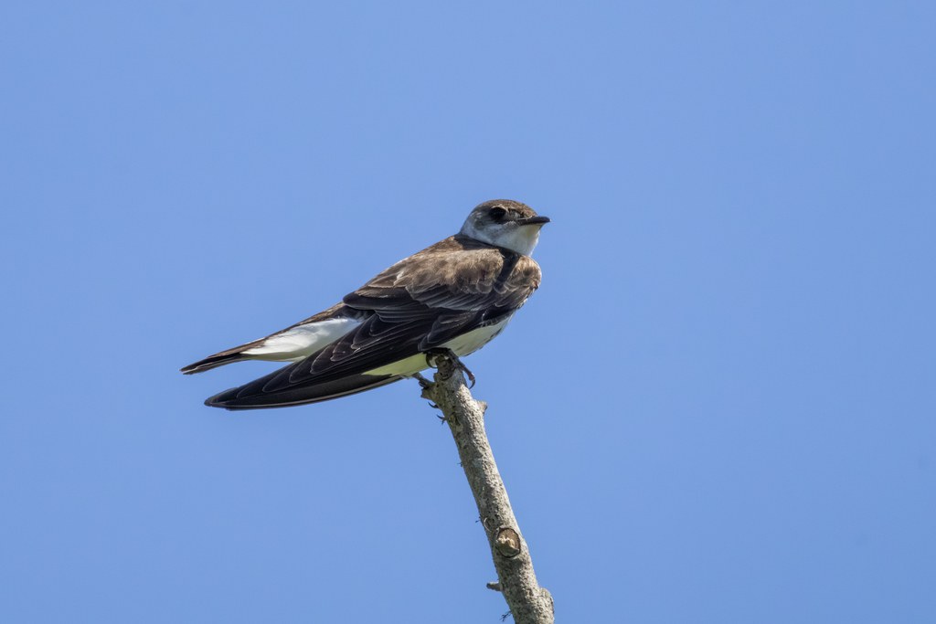 Golondrina parda grande (Progne tapera)