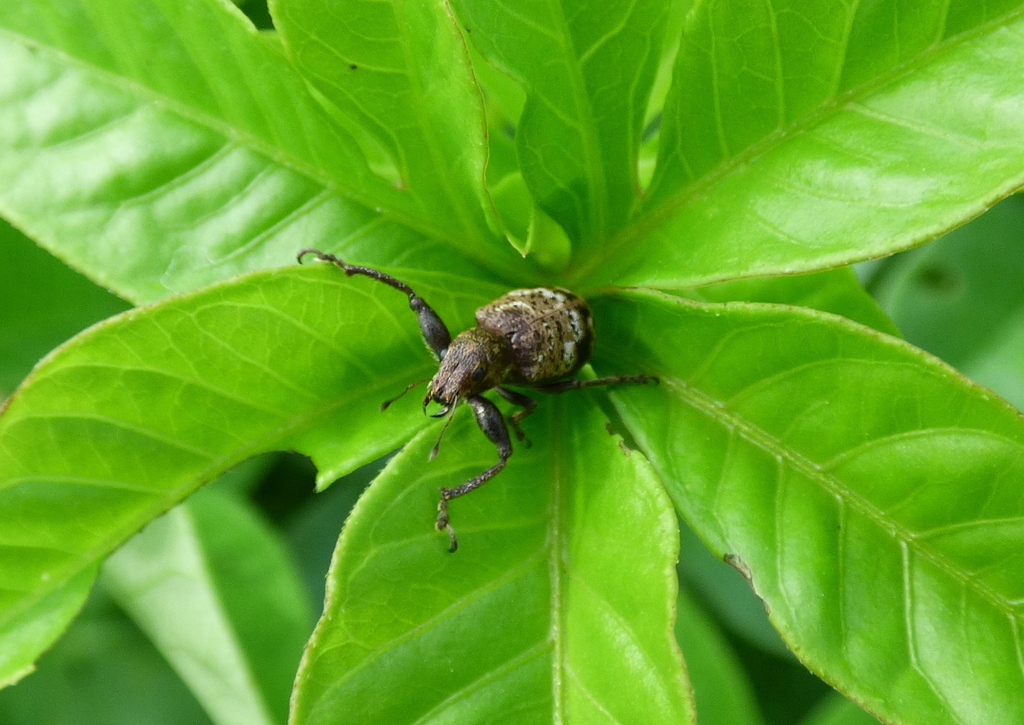 Gorgojo Hadromeropsis argentinensis (Hadromeropsis argentinensis)