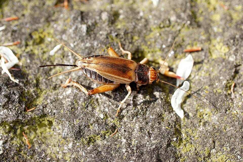 Grillo Gryllus assimilis