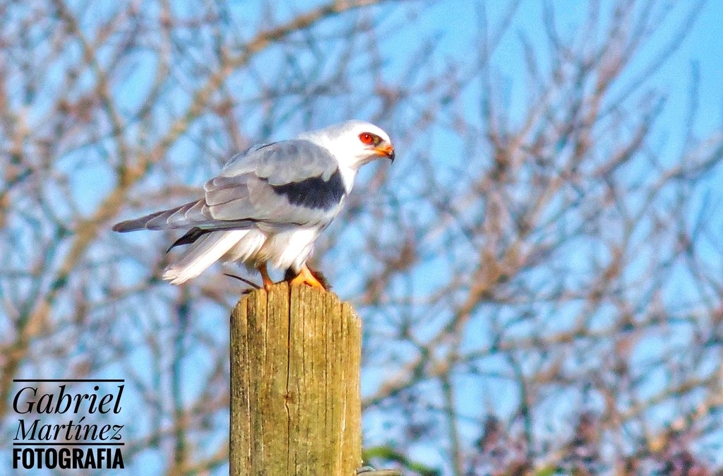 Halcón blanco (Elanus leucurus)