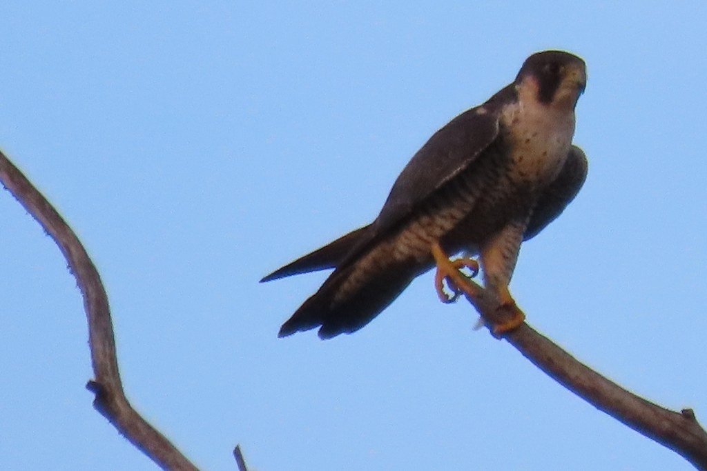 Halcón peregrino (Falco peregrinus)