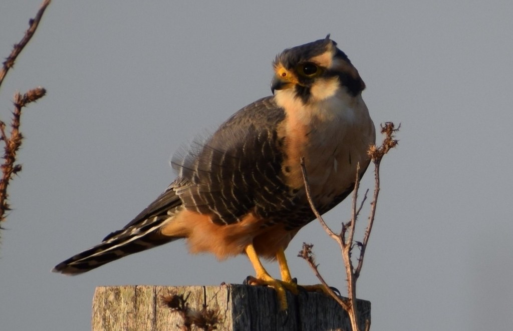 Halcón plomizo (Falco femoralis)