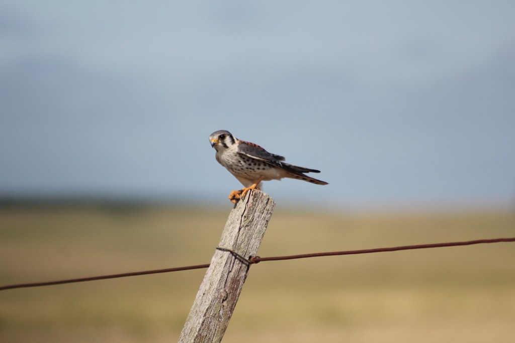 Halconcito común (Falco sparverius)