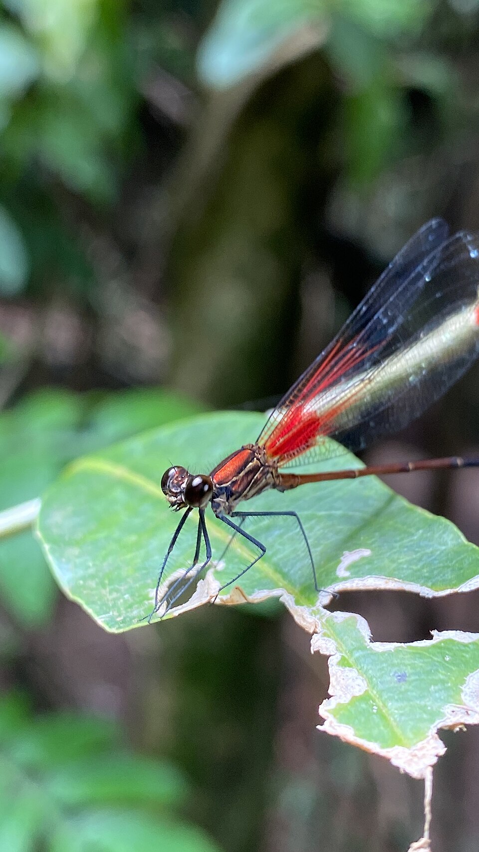 Hetaerina rosea