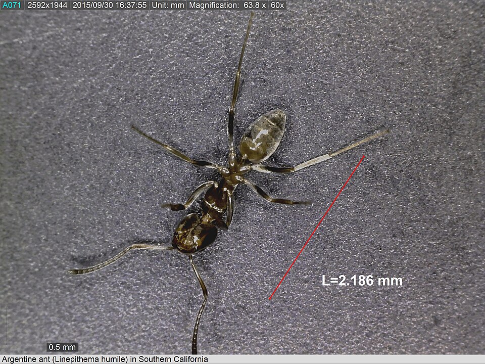 Hormiga argentina (Linepithema humile)