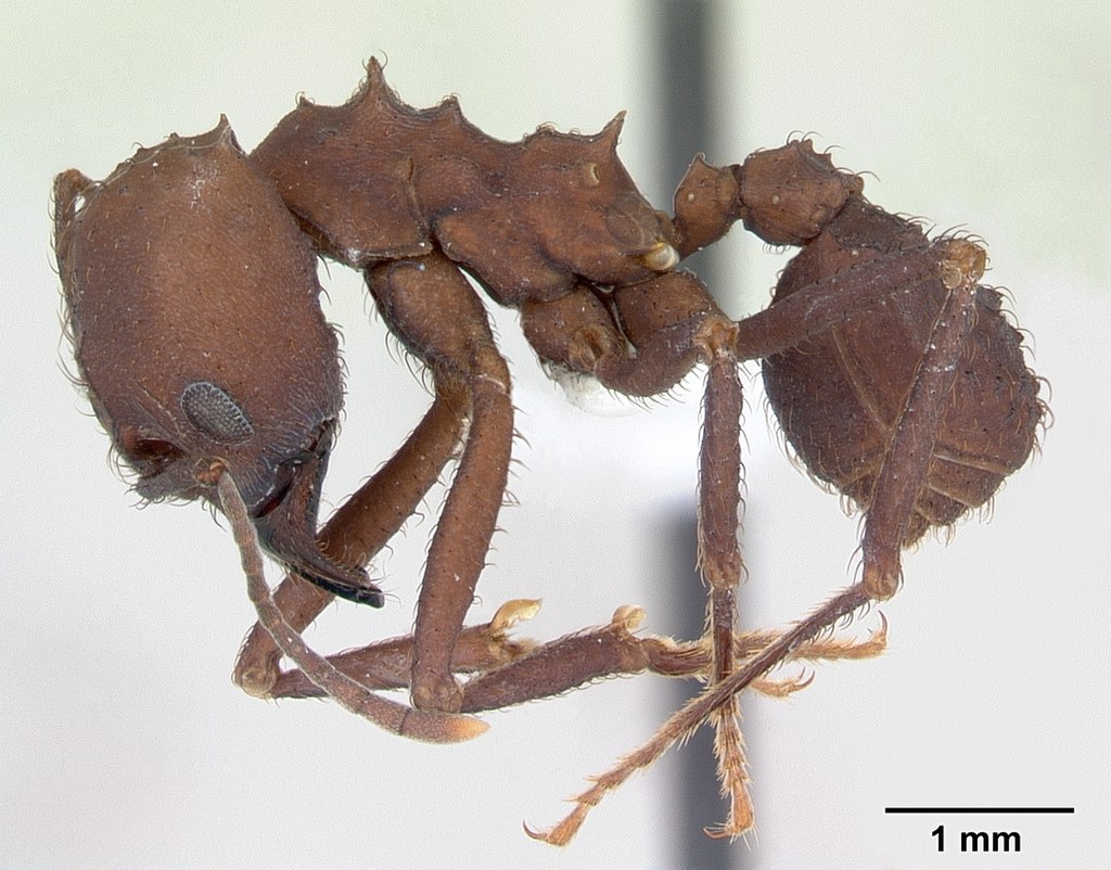 Hormiga bracafé (Acromyrmex balzani)