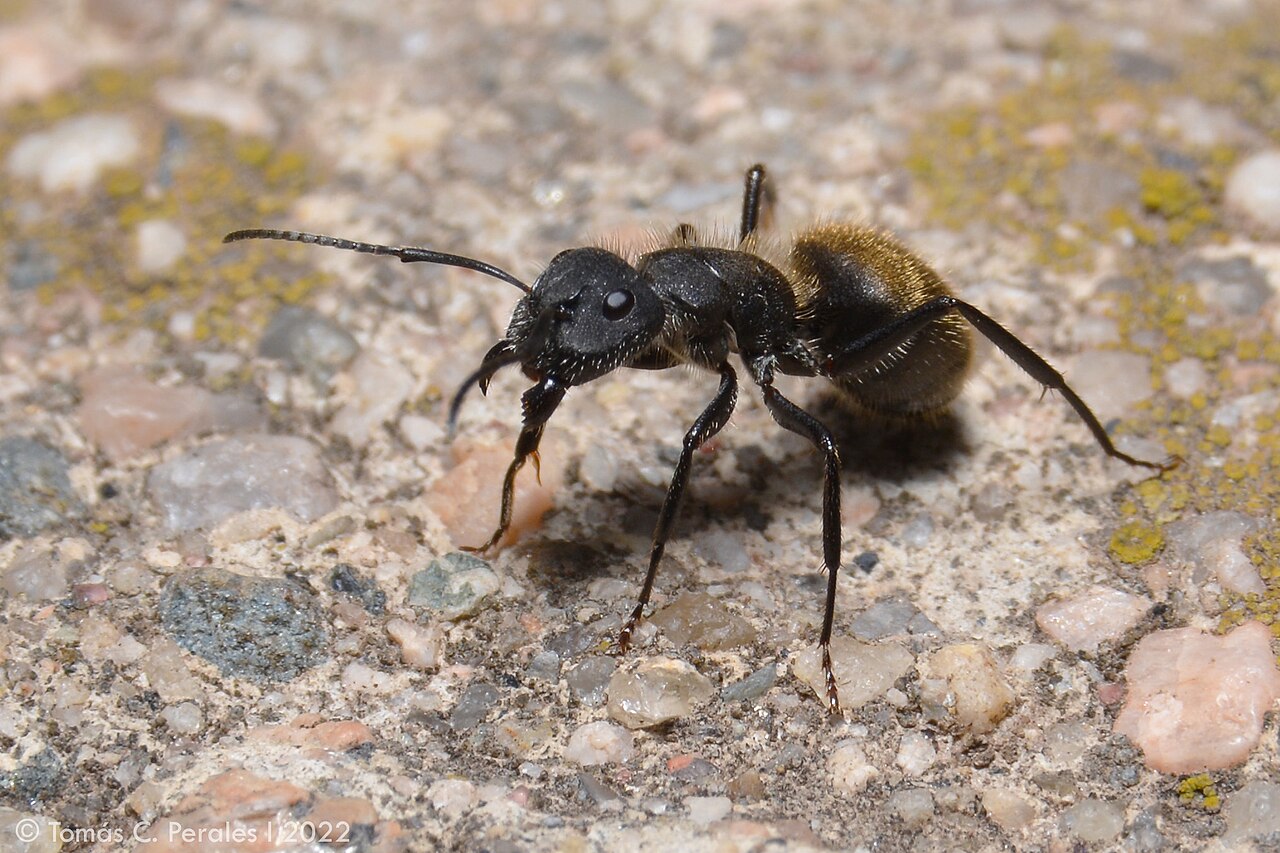 Hormiga carpintera (Camponotus mus)