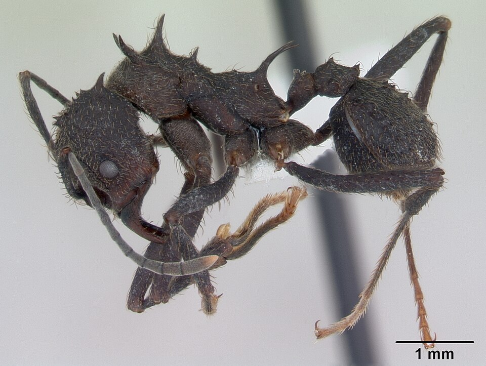 Hormiga negra común (Acromyrmex lundii)