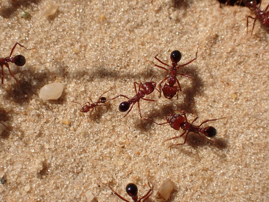 Hormiga de rodeo (Amoimyrmex striatus)