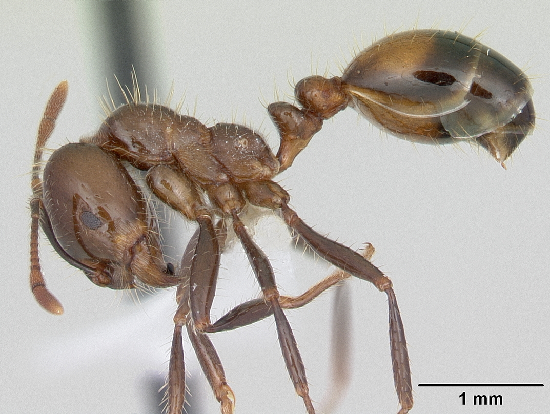 Hormiga Solenopsis richteri