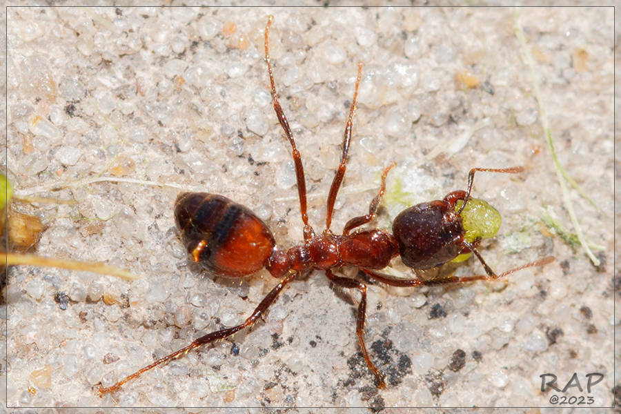 Hormiga Solenopsis saevissima
